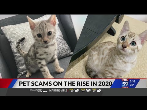 Reports of pet scams skyrocketed in 2020