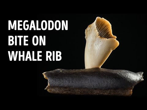 The Most Unbelievable Fossils Ever Found