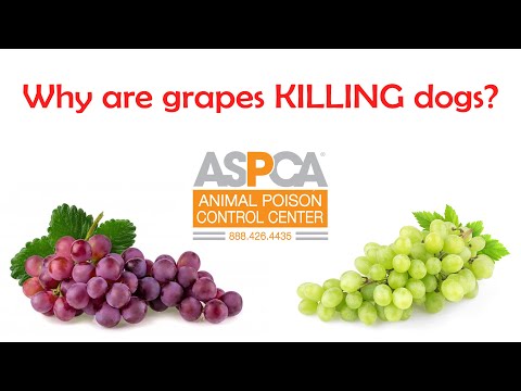 Why grapes KILL dogs. New discovery by ASPCA on poisonous grapes.