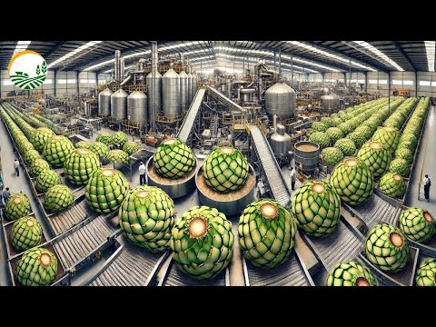 How Farmers Harvest Blue Agave: Tequila Processing in Modern Factory | Farming Documentary